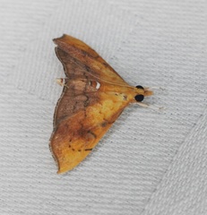 Hyalobathra micralis