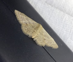 Idaea ptyonopoda
