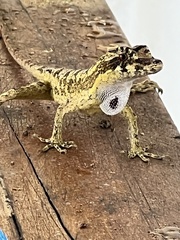 Anolis lyra