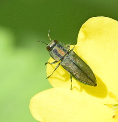 Anthaxia scorzonerae