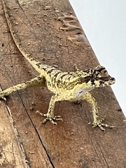 Anolis lyra