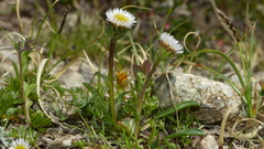 Erigeron uniflorus