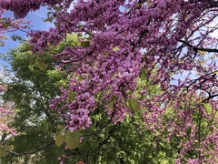 Cercis siliquastrum