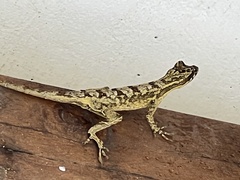 Anolis lyra