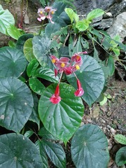 Begonia pulvinifera