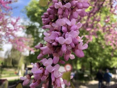 Cercis siliquastrum