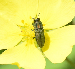 Anthaxia scorzonerae