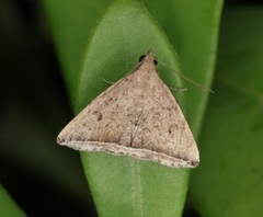 Lysimelia lucida