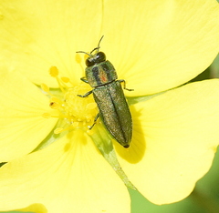 Anthaxia scorzonerae