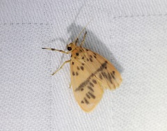 Miltochrista arcuata