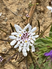 Iberis