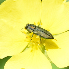 Anthaxia scorzonerae