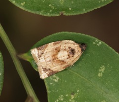 Neocalyptis liratana