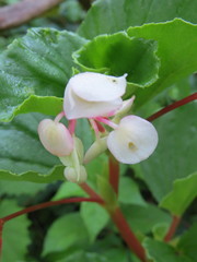Begonia cucullata