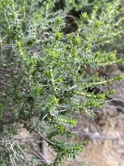 Thymbra capitata