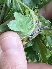 Dysaphis crataegi