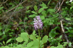 Orchis simia