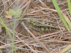 Pardalophora phoenicoptera