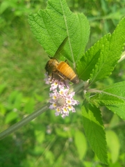 Apis dorsata