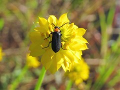 Nemognatha nemorensis