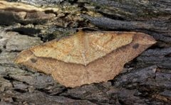 Pseudonadagara semicolor