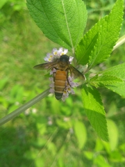 Apis dorsata
