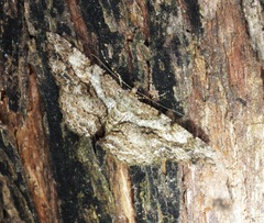Psilalcis galsworthyi