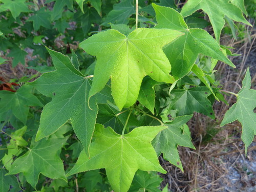 Altingiaceae image