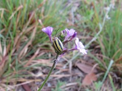 Kuschelina floridana