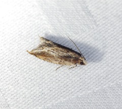 Spilonota mortuana
