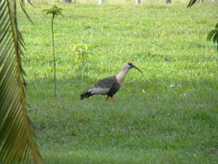 Theristicus caudatus