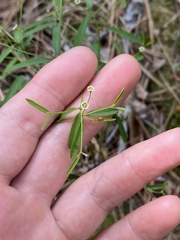 Euphorbia curtisii