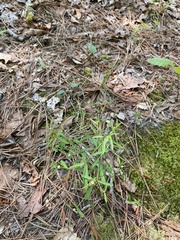 Euphorbia curtisii