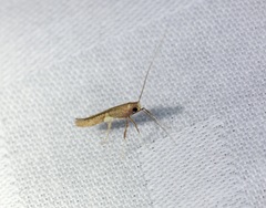 Caloptilia celtidis