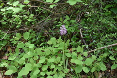 Orchis simia