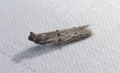 Copamyntis leptocosma