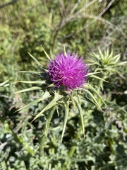 Silybum marianum