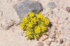 Lepidium flavum