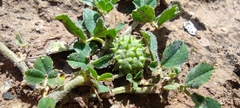 Medicago doliata