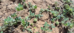 Medicago doliata