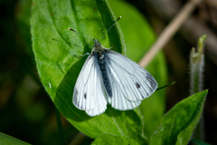 Pieris napi