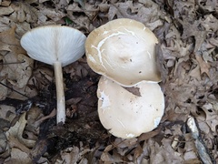 Melanoleuca alboflavida