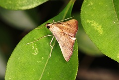 Endotricha repandalis