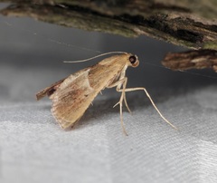 Endotricha theonalis