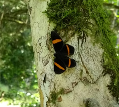 Panara