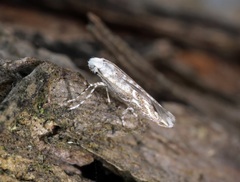 Epicephala lanceolaria