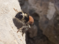 Ronisia
