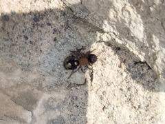 Ronisia