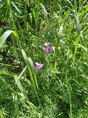 Matthiola tricuspidata