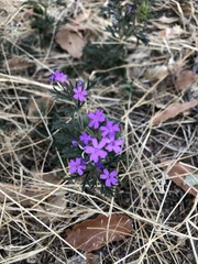 Glandularia chiricahensis